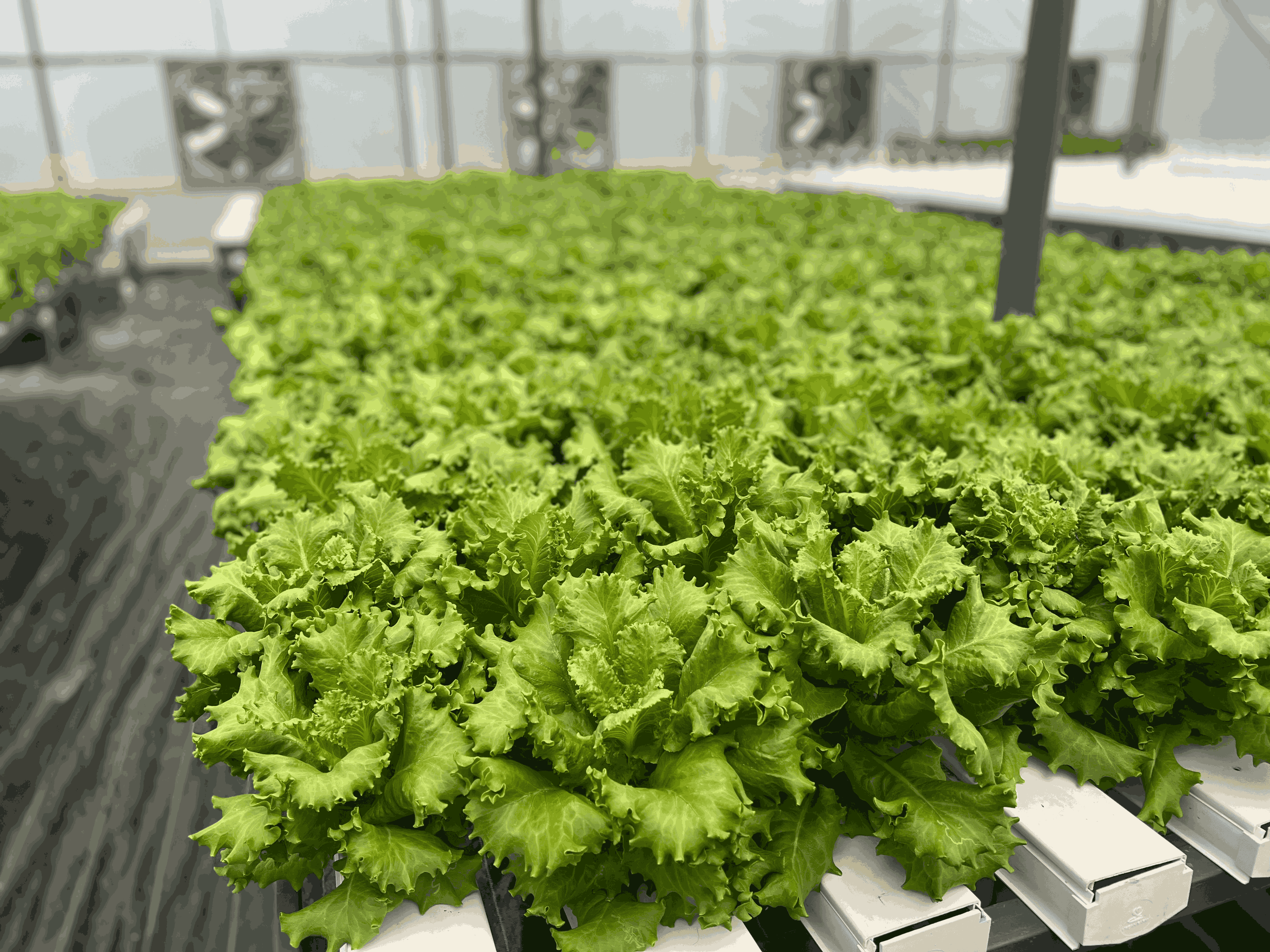 Commercial greenhouse with automated climate systems