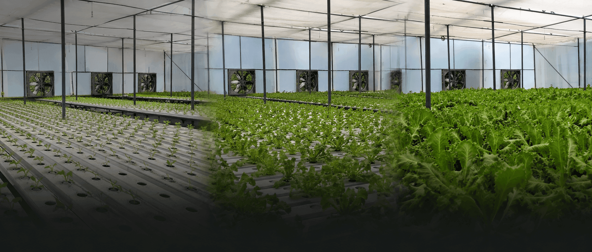 Field testing automation on a commercial farm