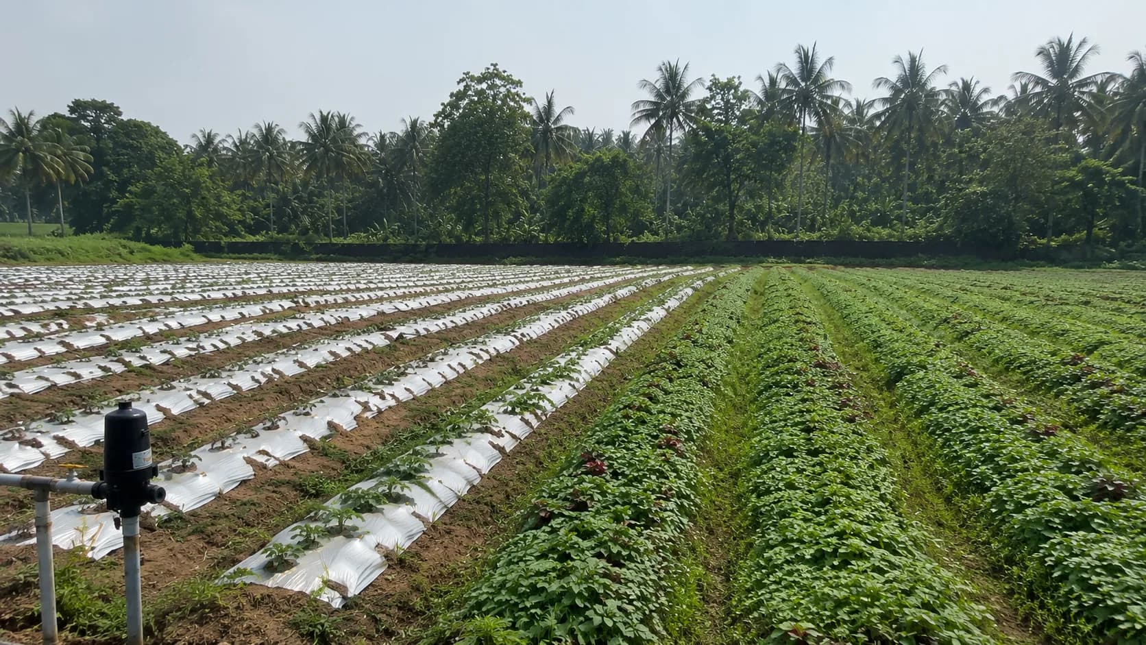 Commercial greenhouse with automated climate systems